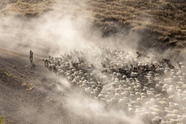 Bitlis Türkiye 'de sürülerin tozlu yolculuğu ve bir çoban. Koyun sürüleri tozlu yollardan otlaklarına geçtiğinde oluşan toz bulutuyla muhteşem fotoğraflar.