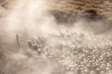 Bitlis Türkiye 'de sürülerin tozlu yolculuğu ve bir çoban. Koyun sürüleri tozlu yollardan otlaklarına geçtiğinde oluşan toz bulutuyla muhteşem fotoğraflar.