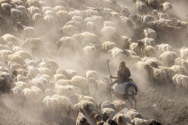 Bitlis Türkiye 'de sürülerin tozlu yolculuğu ve bir çoban. Koyun sürüleri tozlu yollardan otlaklarına geçtiğinde oluşan toz bulutuyla muhteşem fotoğraflar.