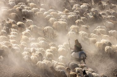 Bitlis Türkiye 'de sürülerin tozlu yolculuğu ve bir çoban. Koyun sürüleri tozlu yollardan otlaklarına geçtiğinde oluşan toz bulutuyla muhteşem fotoğraflar.