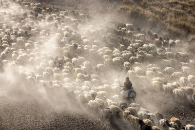 Bitlis Türkiye 'de sürülerin tozlu yolculuğu ve bir çoban. Koyun sürüleri tozlu yollardan otlaklarına geçtiğinde oluşan toz bulutuyla muhteşem fotoğraflar.