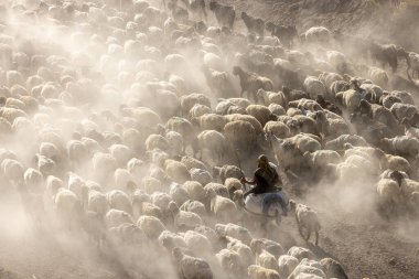 Bitlis Türkiye 'de sürülerin tozlu yolculuğu ve bir çoban. Koyun sürüleri tozlu yollardan otlaklarına geçtiğinde oluşan toz bulutuyla muhteşem fotoğraflar.