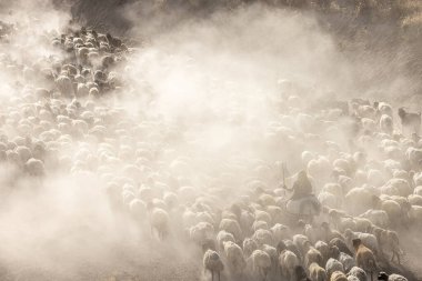 Bitlis Türkiye 'de sürülerin tozlu yolculuğu ve bir çoban. Koyun sürüleri tozlu yollardan otlaklarına geçtiğinde oluşan toz bulutuyla muhteşem fotoğraflar.