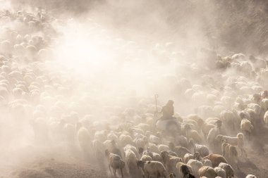 Bitlis Türkiye 'de sürülerin tozlu yolculuğu ve bir çoban. Koyun sürüleri tozlu yollardan otlaklarına geçtiğinde oluşan toz bulutuyla muhteşem fotoğraflar.