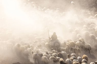 Bitlis Türkiye 'de sürülerin tozlu yolculuğu ve bir çoban. Koyun sürüleri tozlu yollardan otlaklarına geçtiğinde oluşan toz bulutuyla muhteşem fotoğraflar.