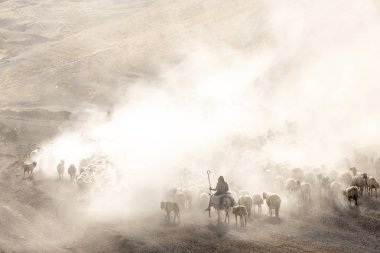 Bitlis Türkiye 'de sürülerin tozlu yolculuğu ve bir çoban. Koyun sürüleri tozlu yollardan otlaklarına geçtiğinde oluşan toz bulutuyla muhteşem fotoğraflar.