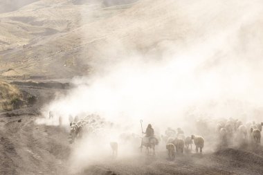 Bitlis Türkiye 'de sürülerin tozlu yolculuğu ve bir çoban. Koyun sürüleri tozlu yollardan otlaklarına geçtiğinde oluşan toz bulutuyla muhteşem fotoğraflar.