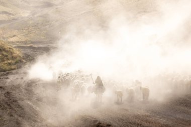 Bitlis Türkiye 'de sürülerin tozlu yolculuğu ve bir çoban. Koyun sürüleri tozlu yollardan otlaklarına geçtiğinde oluşan toz bulutuyla muhteşem fotoğraflar.