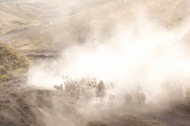 Bitlis Türkiye 'de sürülerin tozlu yolculuğu ve bir çoban. Koyun sürüleri tozlu yollardan otlaklarına geçtiğinde oluşan toz bulutuyla muhteşem fotoğraflar.