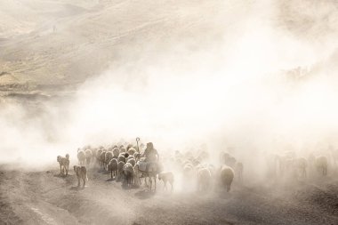 Bitlis Türkiye 'de sürülerin tozlu yolculuğu ve bir çoban. Koyun sürüleri tozlu yollardan otlaklarına geçtiğinde oluşan toz bulutuyla muhteşem fotoğraflar.