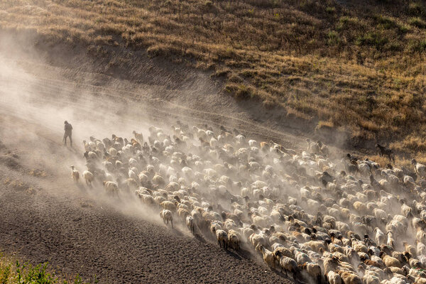Dusty journey of herds and a shepherd in Bitlis Turkey. Magnificent photographs taken with the dust cloud that forms when flocks of sheep pass through dusty roads to their pasture places