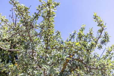 Vahşi Armut (Pyrus elaeagrifolia L.) ağacı. Yabani armut bitkisi doğada kendiliğinden büyüyen yabani bir armuttur. Toplumda yabani armut olarak da bilinir..