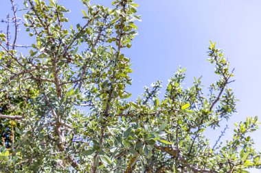 Vahşi Armut (Pyrus elaeagrifolia L.) ağacı. Yabani armut bitkisi doğada kendiliğinden büyüyen yabani bir armuttur. Toplumda yabani armut olarak da bilinir..