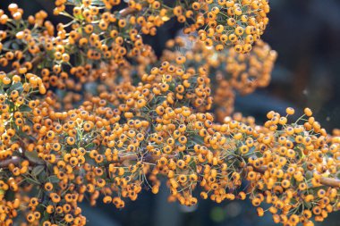 Pyracantha coccinea güneşli yıldız kırmızı ateş dikenli süs çalı, parlak turuncu meyve grubu sonbahar çalılığında asılı, yeşil yapraklar.