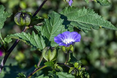 Çiçek açmış bir Peru elmasına (nicandra physalodes) yaklaş. Nicandra physalodes, kedigiller (Solanoideae) familyasından bir bitki türü..