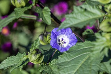 Çiçek açmış bir Peru elmasına (nicandra physalodes) yaklaş. Nicandra physalodes, kedigiller (Solanoideae) familyasından bir bitki türü..