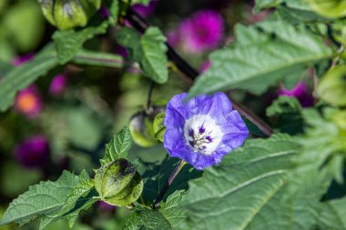 Çiçek açmış bir Peru elmasına (nicandra physalodes) yaklaş. Nicandra physalodes, kedigiller (Solanoideae) familyasından bir bitki türü..