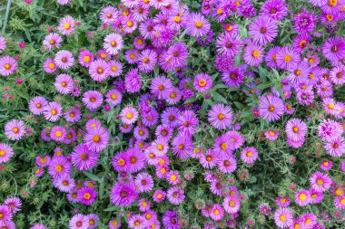 Symphyotrichum novae-angliae is a species of flowering plant in the aster family (Asteraceae), commonly known as New England aster, hairy Michaelmas-daisy, or Michaelmas daisy clipart