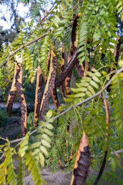 Carob tree , fresh green carob berries carob healthy food, Ceratonia siliqua (carob). Carob tree (latin name - Ceratonia siliqua) fruits, hanging from a branch. clipart