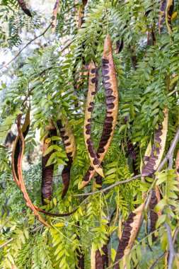 Keçiboynuzu ağacı, taze yeşil keçiboynuzu böğürtlen keçiboynuzu sağlıklı yiyecekler, Ceratonia silikası (keçiboynuzu). Keçi boynuzu ağacı (Latince adı - Ceratonia silika) meyveleri, bir daldan sarkan.