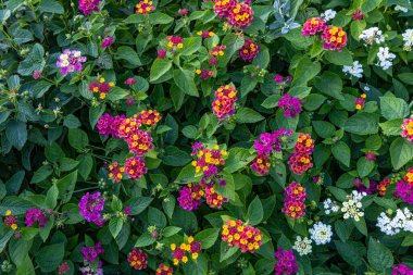 Lantana camara L. - Cloth of gold, Hedge flower, Lantana, Weeping lantana, White sage. Colorful lantana camara blooming in summer garden. clipart