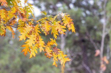 Autumn tree leaves. Quercus rubra, commonly called northern red oak or champion oak. Fall background. Autumn texture. clipart