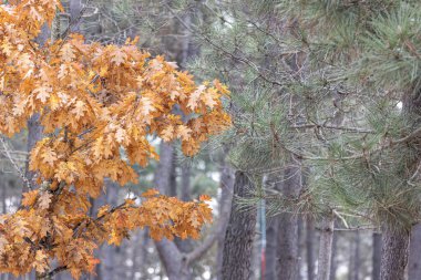 Autumn tree leaves. Quercus rubra, commonly called northern red oak or champion oak. Fall background. Autumn texture. clipart