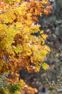 Autumn tree leaves. Quercus rubra, commonly called northern red oak or champion oak. Fall background. Autumn texture. clipart