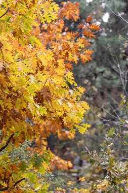 Sonbahar ağacı yaprakları. Quercus Rubra, genellikle Kuzey Kırmızı Meşe veya Şampiyon Meşe olarak bilinir. Arka planda kal. Sonbahar dokusu.