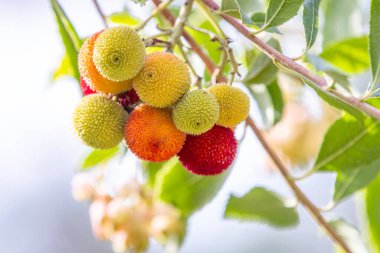 Fruits of Arbutus Unedo in autumn. Also called arbutus or strawberry tree, this tree produces small, edible red berries resembling strawberries clipart