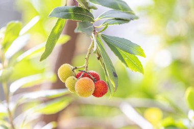 Fruits of Arbutus Unedo in autumn. Also called arbutus or strawberry tree, this tree produces small, edible red berries resembling strawberries clipart