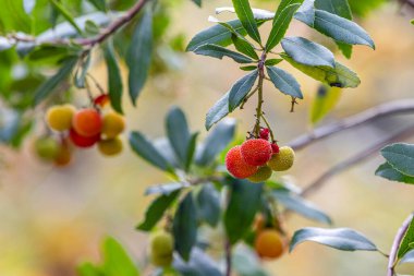 Sonbaharda Arbutus Unedo 'nun meyveleri. Ayrıca arbutus ya da çilek ağacı olarak da bilinir, bu ağaç çileğe benzeyen küçük, yenilebilir kırmızı meyveler üretir.