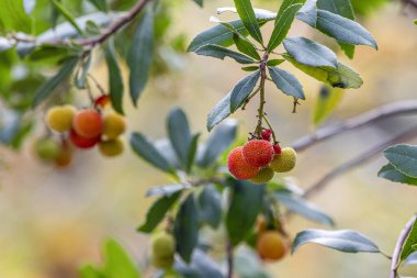 Fruits of Arbutus Unedo in autumn. Also called arbutus or strawberry tree, this tree produces small, edible red berries resembling strawberries clipart