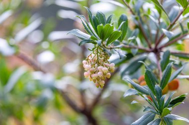 Sonbaharda Arbutus Unedo 'nun meyveleri. Ayrıca arbutus ya da çilek ağacı olarak da bilinir, bu ağaç çileğe benzeyen küçük, yenilebilir kırmızı meyveler üretir.