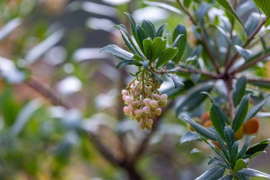 Fruits of Arbutus Unedo in autumn. Also called arbutus or strawberry tree, this tree produces small, edible red berries resembling strawberries clipart