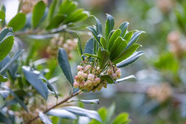 Fruits of Arbutus Unedo in autumn. Also called arbutus or strawberry tree, this tree produces small, edible red berries resembling strawberries clipart