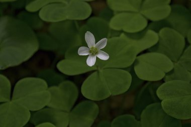 Oxalis veya sürünen odun - zarif beyaz çiçekli doru