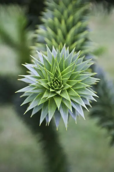 stock image  Monkey puzzle tree branch in macro view with fractal pattern