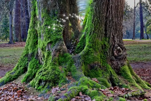 Portaltür Mit Feen Bemoosten Baum Stockfoto