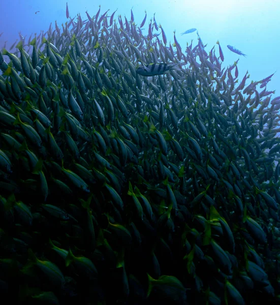 Onderwaterfoto Van Binnenuit Een School Vissen — Stockfoto