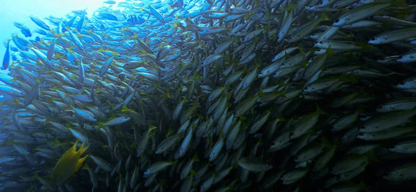 Onderwaterfoto Van Binnenuit Een School Vissen — Stockfoto