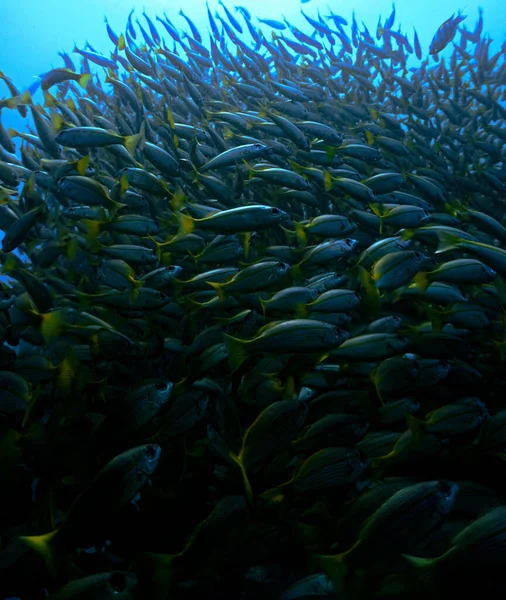 Bir Balık Sürüsünün Içinde Çekilmiş Sualtı Fotoğrafı — Stok fotoğraf