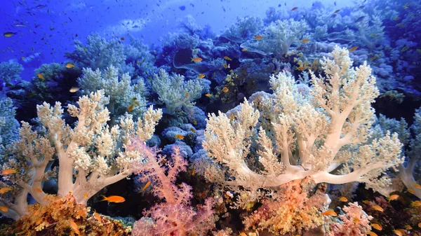 Güzel Bir Duvarın Renkli Yumuşak Mercan Resifinin Sualtı Fotoğrafı Mısır — Stok fotoğraf