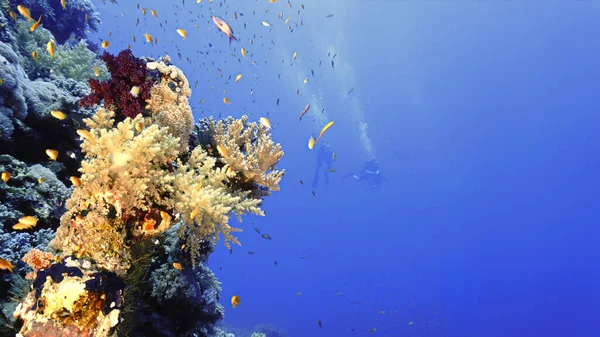 Underwater photo of a beautiful drop off wall and colorful soft coral reef. From a scuba dive in the Red sea in Egypt