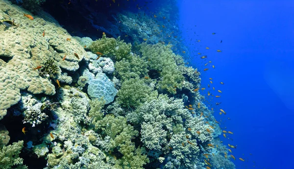 Підводні Фотознімки Прекрасного Падіння Стін Барвистого Якого Коралового Рифу Підводного — стокове фото
