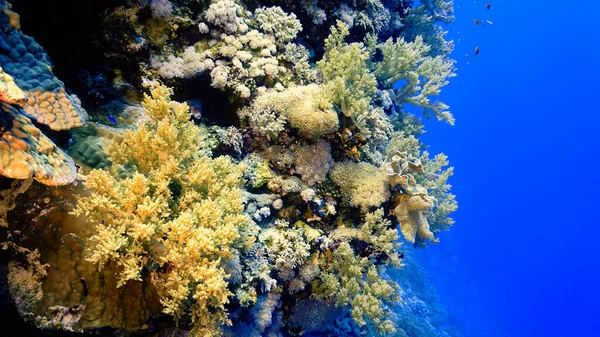 Υποβρύχια Φωτογραφία Ενός Όμορφου Drop Τοίχο Και Πολύχρωμα Μαλακά Κοράλλια — Φωτογραφία Αρχείου