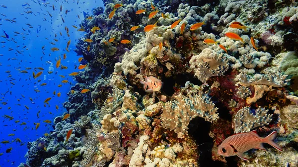 Underwater photo of a beautiful drop off wall and colorful soft coral reef. From a scuba dive in the Red sea in Egypt