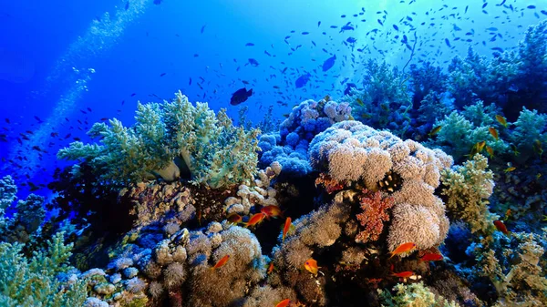 Onderwaterfoto Van Een Prachtige Drop Muur Kleurrijke Zachte Koraalrif Van — Stockfoto