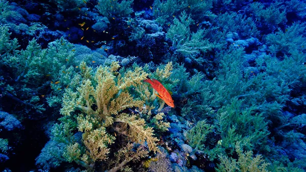 Foto Subaquática Uma Bela Queda Parede Colorido Recife Coral Macio — Fotografia de Stock