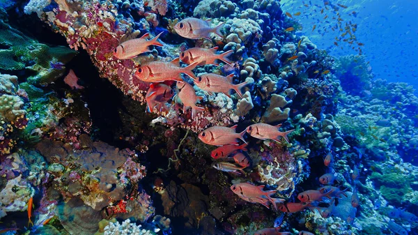 Onderwaterfoto Van Een School Soldaatvissen Kleurrijke Koralen Van Een Duik — Stockfoto